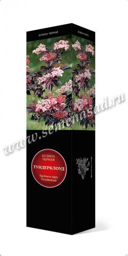 Бузина черная Тундерклоуд  (лист т-фиолетовый , цвеки розовые)