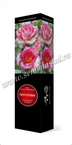 Роза Хакнесс чайно-гибридная Песепшн (кремово-белый с темно-розовыми краями)