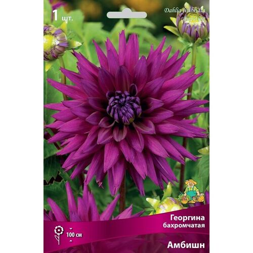 Георгина Амбишн  бахромчатая (пурпурный, диаметр цветка 11см, 1шт, I)