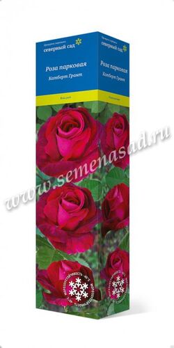 Роза канад парков Катберт Грант 1,2-1,5м
