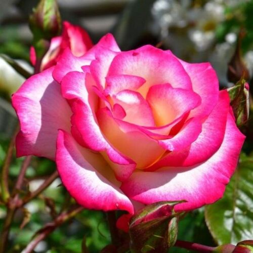 Роза плетистая Хэндэль (ярко-роз с бел-роз сер)