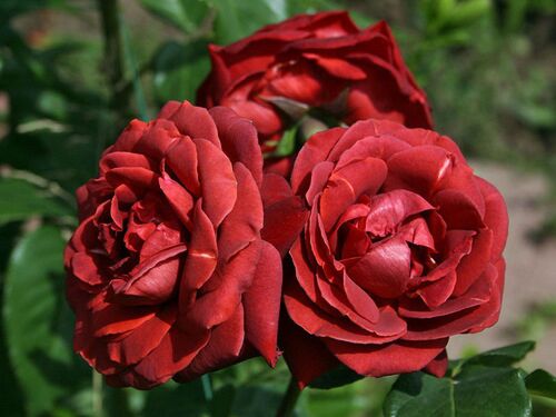 Роза Мейян чайно-гибридная Терракота  (красно-оранжевый)