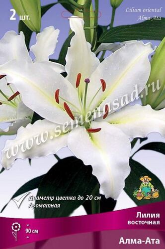 Лилии восточные Алма-Ата 2шт (белоснеж с кор пыльниками)