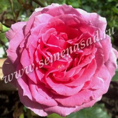 Роза плетистая Парад серии Пико Белло  (розовый)
