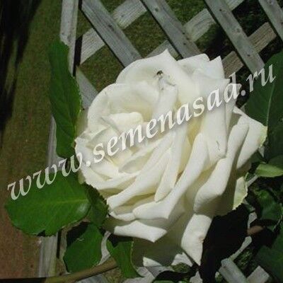 Роза чайно-гибридная Анастасия (белый)