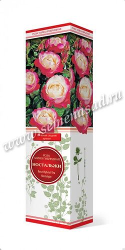 Роза чайно-гибридная Ностальжи (кремово-белый с кр