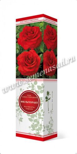 Роза чайно-гибридная Фюльгюрант красный