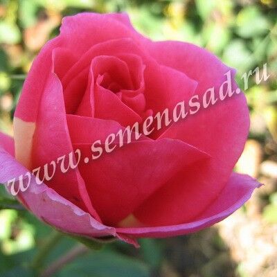 Роза чайно-гибридная Шокинг Версилия тем-роз