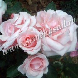 Роза флорибунда Диадем розовый