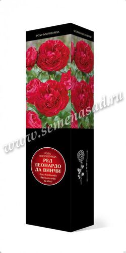 Роза флорибунда Мейян Леонардо да Винчи РЕД (красный махровый)