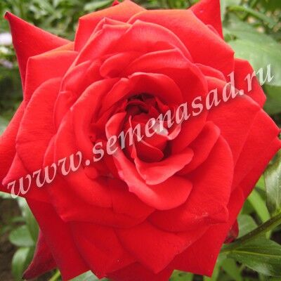 Роза чайно-гибридная Гран Гала тем-красн бархатный