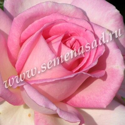 Роза чайно-гибридная Мишель Мейлланд (розовый)