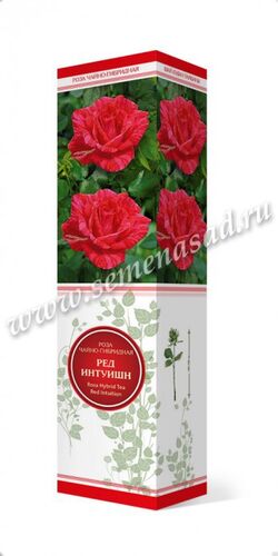 Роза чайно-гибридная Ред Интуишн (роз с красн брыз