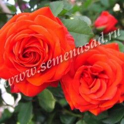 Роза флорибунда Чин-Чин (оранжевый)