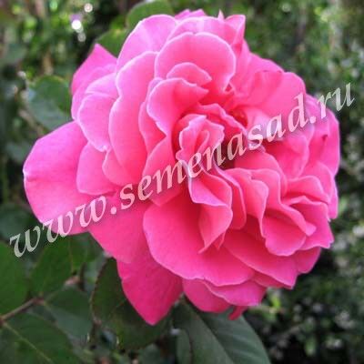 Роза чайно-гибридная Пинк Пис розовый