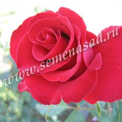 Роза чайно-гибридная Фореве янг (темно-красный)