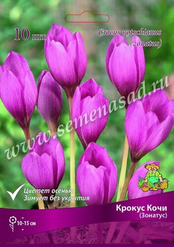 Крокус Прекрасный Кочи (Зонатус) 10шт цветет осенью