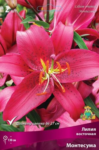 Лилии восточные Монтесума (пурп-крас с крап, цвет 2шт