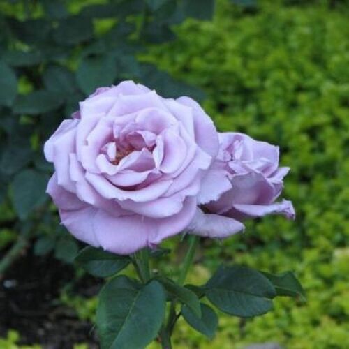 Роза чайно-гибридная Блю Риббон сиреневый