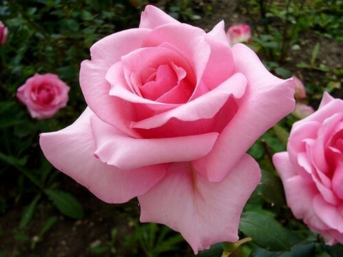 Роза чайно-гибридная Карина розовый