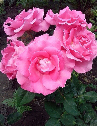 Роза чайно-гибридная Мак Картни розовый