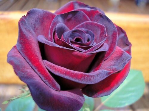 Роза чайно-гибридная Шварце Мадонна (темно-красный