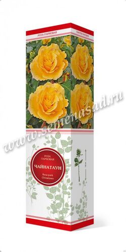 Роза парковая Чайнатаун (желт. с роз. оттенком)