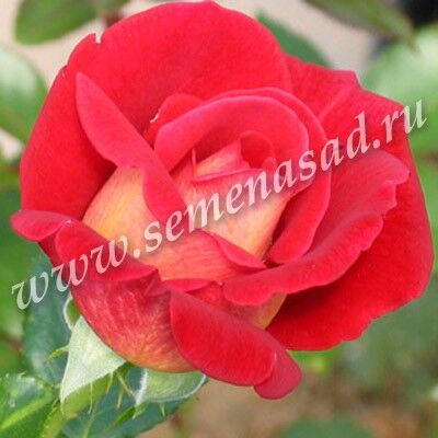 Роза плетистая Кэп Хон (красный)