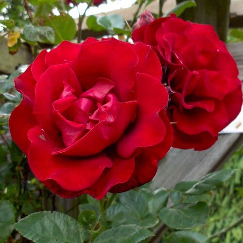 Роза плетистая Сантана (красный)