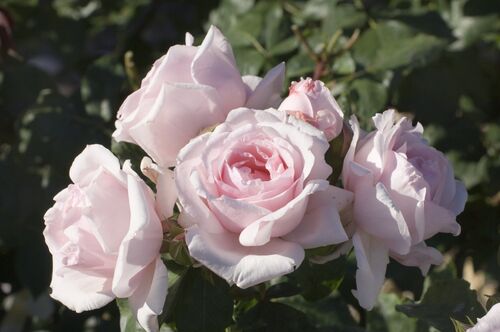 Роза флорибунда Пёти Трианон розовый (Мейян)