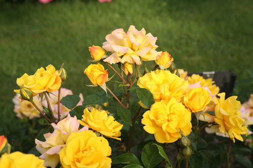 Роза флорибунда Голд Мари (желтый с красным)