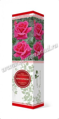 Роза чайно-гибридная Критерион розовый