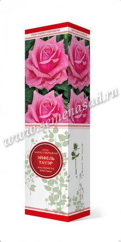 Роза чайно-гибридная Эйфель Тауэр розовый