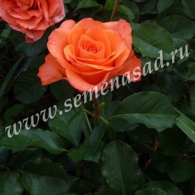 Роза чайно-гибридная Вау оранжевый