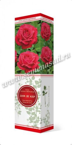 Роза чайно-гибридная Дам де Кер (вишнево-крас)