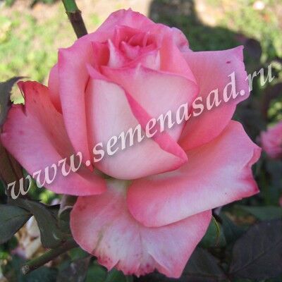 Роза чайно-гибридная Династия розов с роз-бел нижн