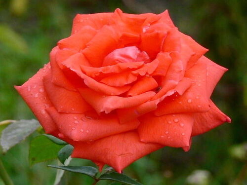 Роза чайно-гибридная Самме Холидей (оранж)