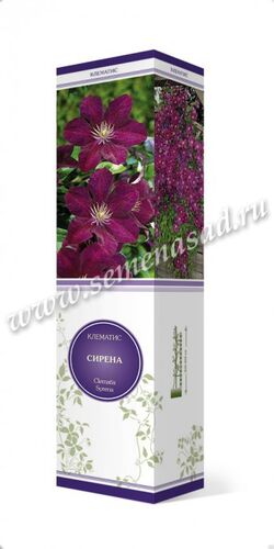 Клематис Сирена крупноцветковый пурпур-корич
