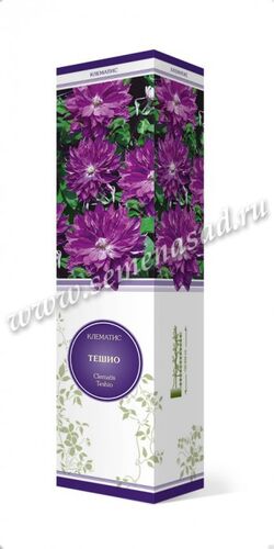 Клематис Тешио фиолетовый махровый крупноцветковый