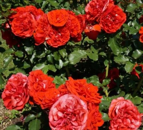 Роза флорибунда Рэмэмбранс светло-красный
