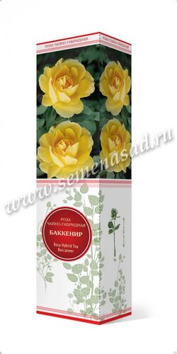 Роза чайно-гибридная Баккенир желтый