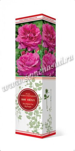 Роза чайно-гибридная Биг Пепл (пурпурный)