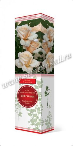 Роза чайно-гибридная Версилия (кремовый)