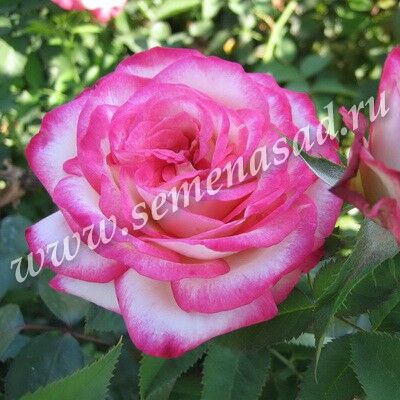 Роза чайно-гибридная Пален розово-желтый