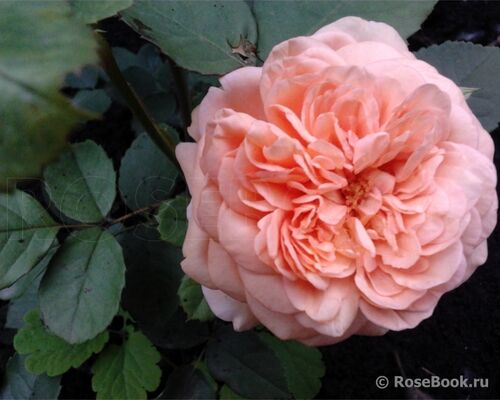 Роза чайно-гибридная Сэр Ланцелот (оранжевый)