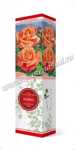 Роза чайно-гибридная Тройка оранжевый