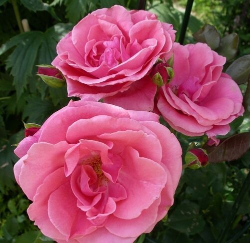 Роза плетистая Лавиния (розовый)