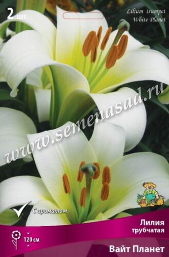 Лилии Трубчатые Вайт Планет 2шт (белосн с зелен у основан, цветки направл вверх)