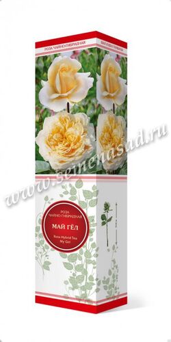 Роза чайно-гибридная Май Гёл (кремово-белый)