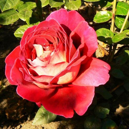 Роза чайно-гибридная Мейян Большой